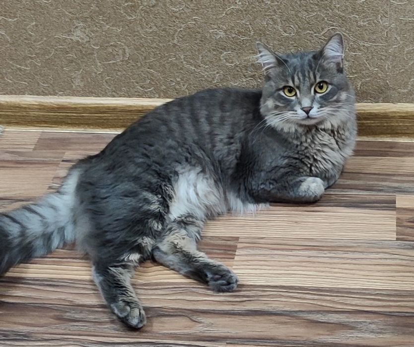 Пропал кот. Сергели