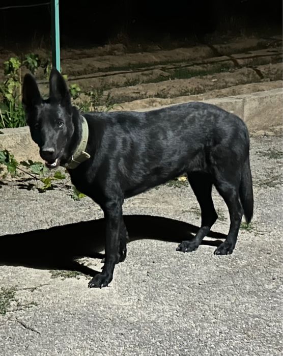 Собака для дома ВЕО