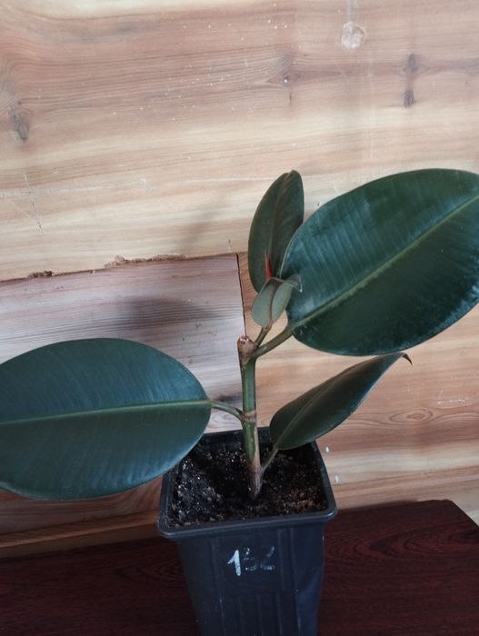 Продаю комнатные цветы