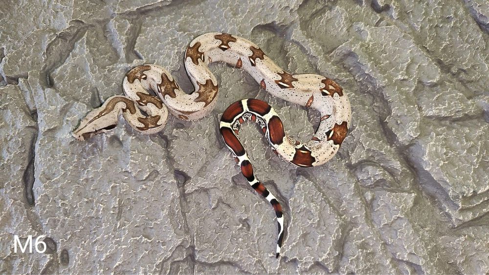 Boa Constrictor Constrictor( boa cu coada rosie adevarata ).