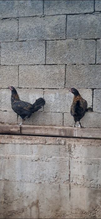 Продам японские куры.