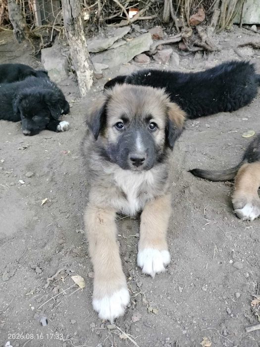Donez catelusi pentru adoptie - in Cluj-Napoca si zonele limitrofe