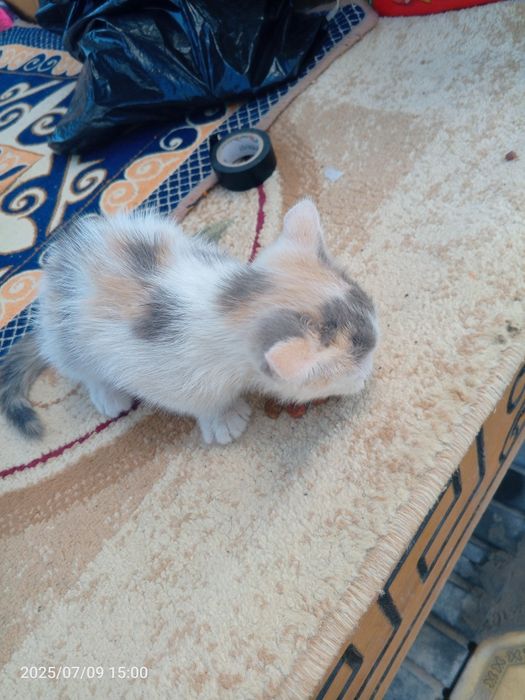 Мышық шатылански қыз мышық