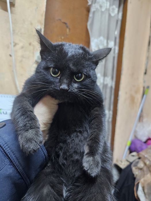 Чёрный котик 6 месяцев