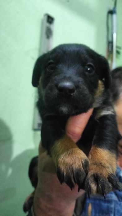 Щенки ягдтерьера, мальчики