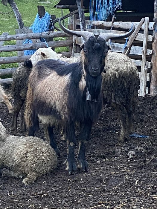 Vand țapi……………..