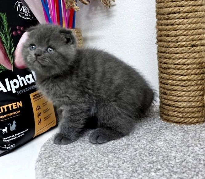 КотЯта  ОчаРоваШки шоТландскИе