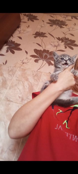 Страйт  1 месяц3 недели  .  Приученны.