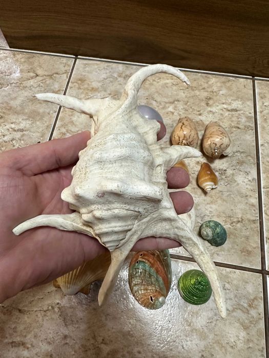 Разные Ракушки Морские