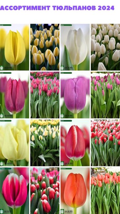 Тюльпаны оптом и оптом