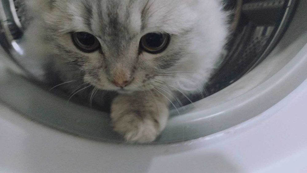 Страйт и Фолд кошки/коты