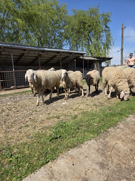 Vând Berbeci sarbesti și Bergamo