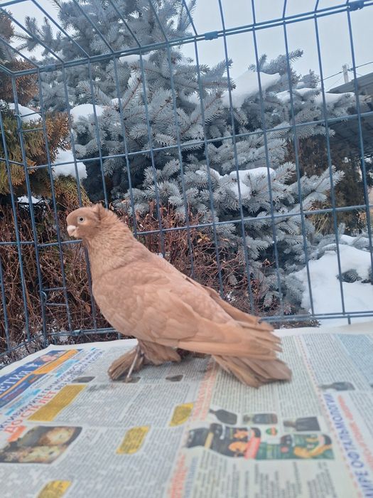 Продам жёлтого самца