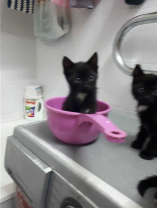 Отдам котят в добрые руки