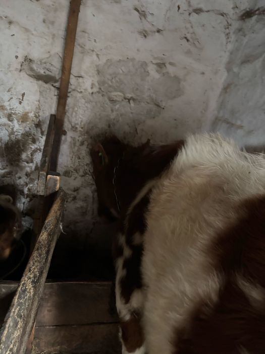 Корова с теленком