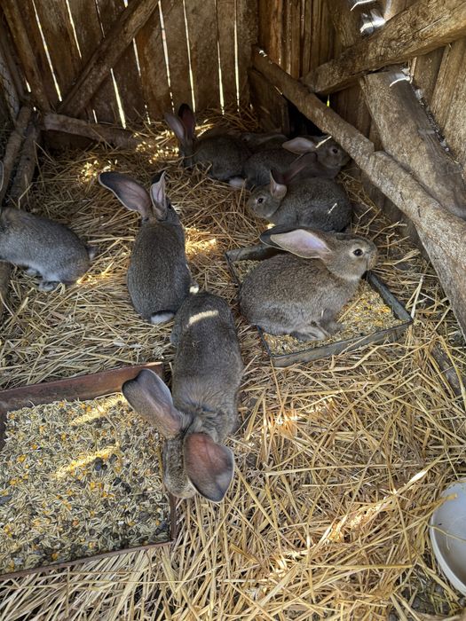 Vand iepurasi urias german 2 luni