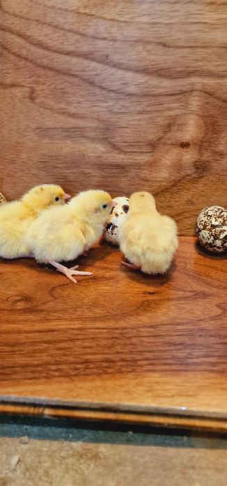 Продам инкубационные яйца перепелов