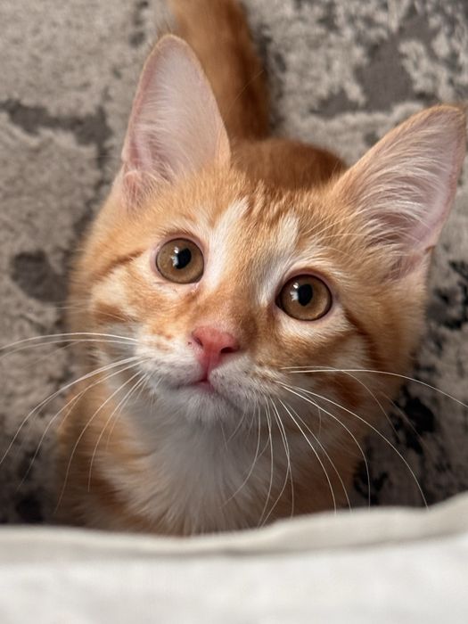 Котенок мальчик! ДАРОМ
