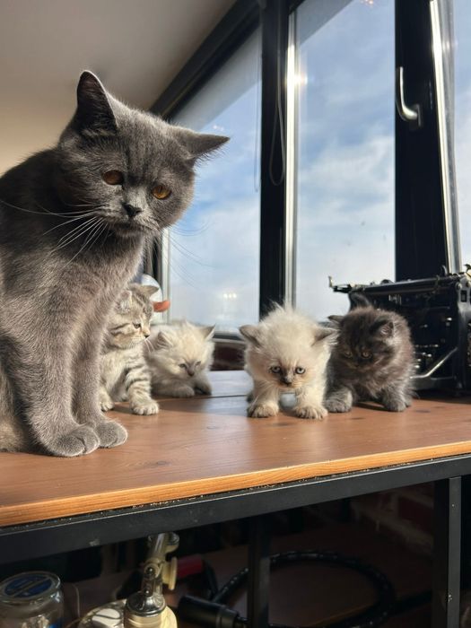 Британски котета