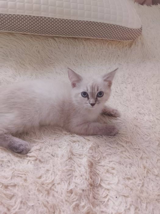 Котенка отдам бесплатно