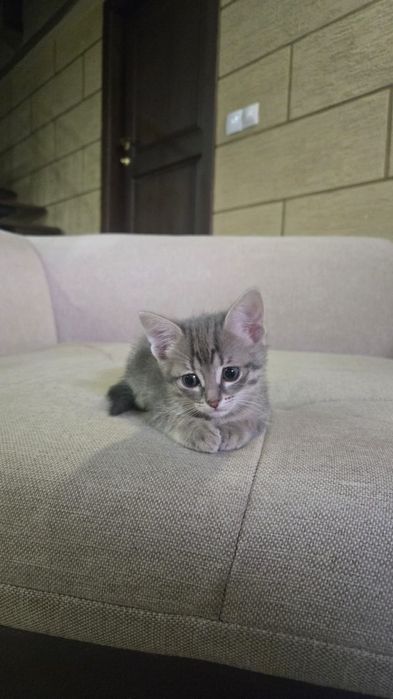 Котята  бесплатно