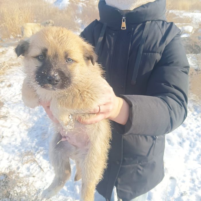 Отдам щенков в добрые руки