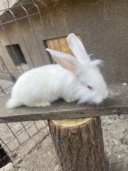 Iepuri de vanzare
