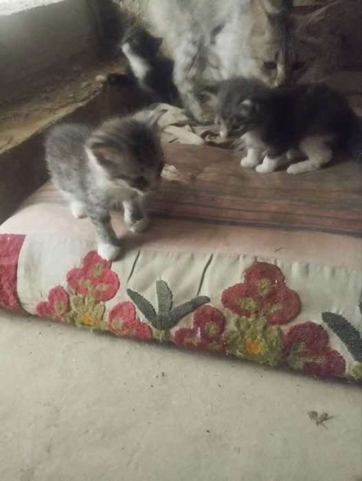 Отдам в добрые руки котята / Продаётся котята / Самарканд