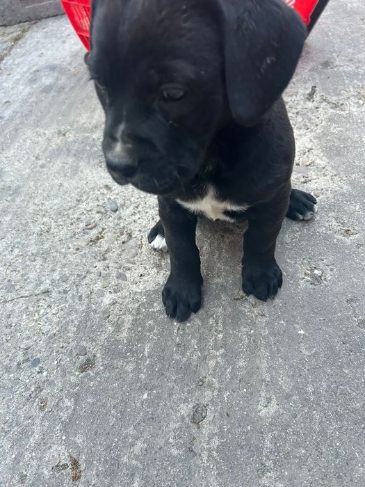 Disponibil pt doritori