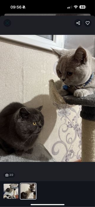 Britan mushukchalar 2ta mushuk + uyi