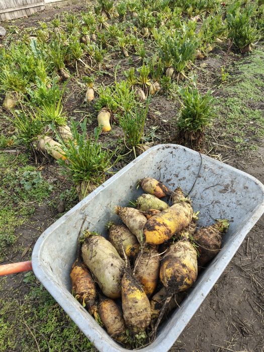 Vînd sfecla furajera,60 bani