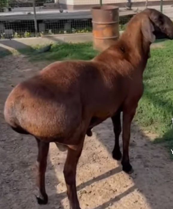 Semiz qo'chqor sotiladi ZOTDOR!!!