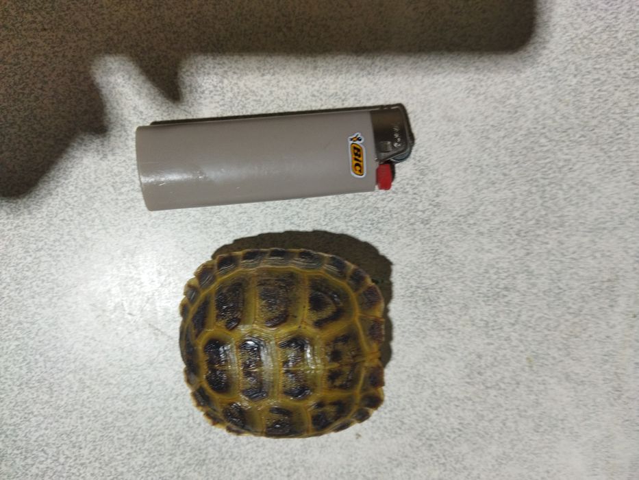 Продам черепаху сухопутная