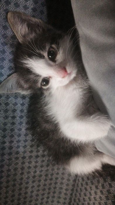 отдаём котенка девочка