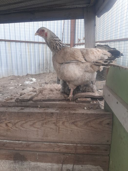 Продам куры домашний