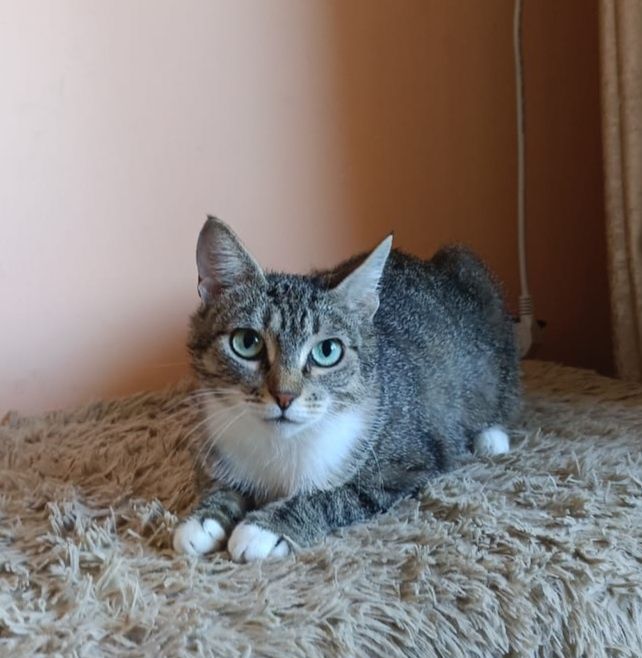 Стерилизованная кошечка