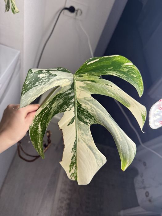 Монстера альба черенки