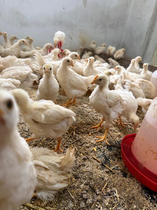 Vând pui în vârstă de 8 săptămâni