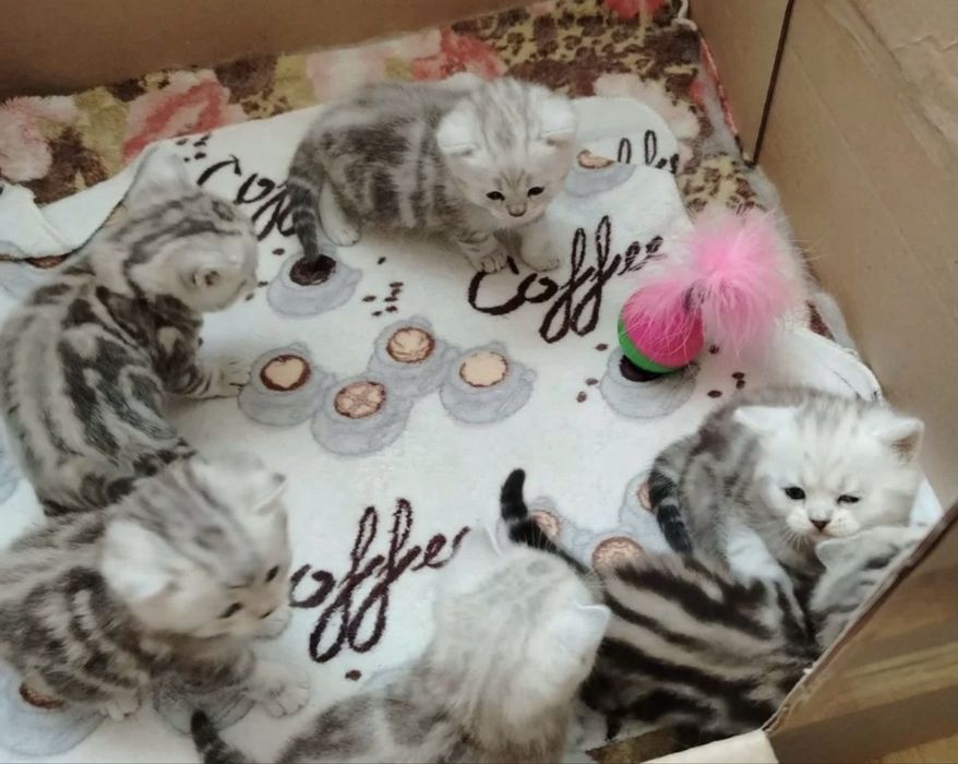 Продам котят. Можете сделать бронь