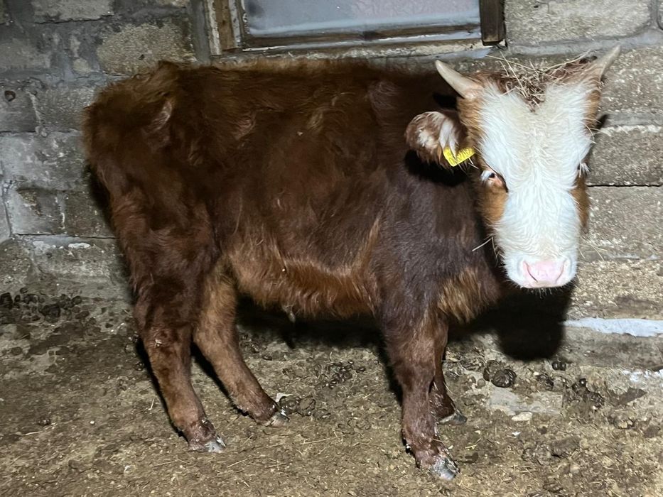 Еки еркек баспак сатылады