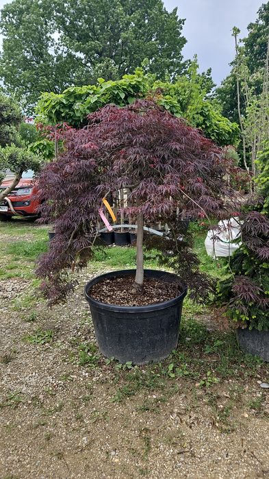 Artar  japonez  acer  catalpa