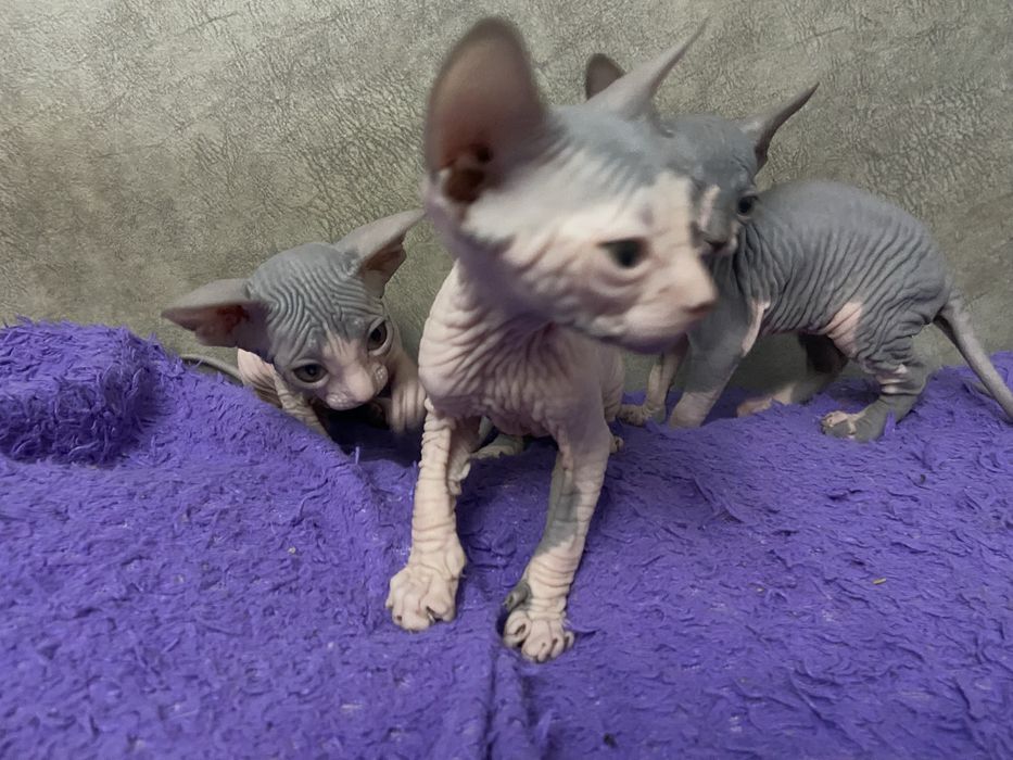 Очаровательные малыши сфинкса