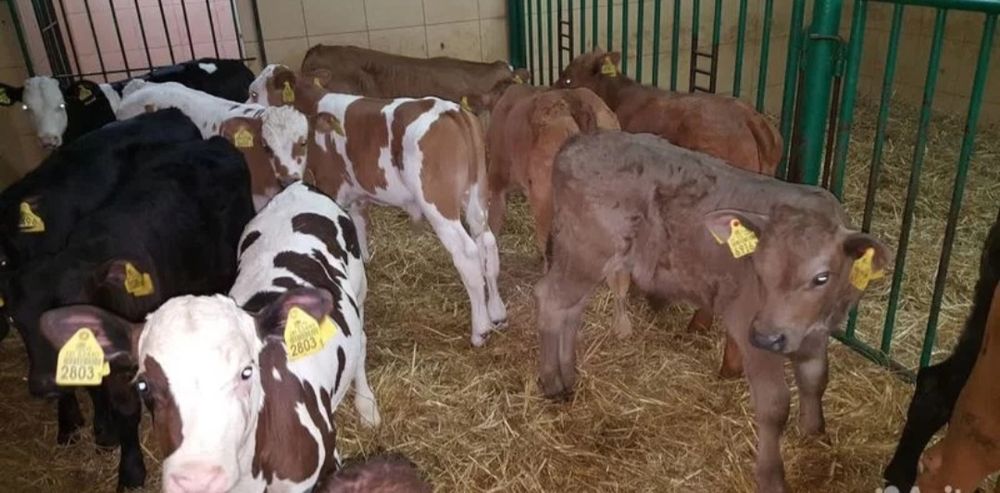 Телята бычки и телочки