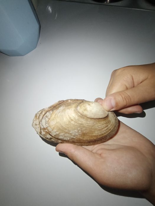 Ракушка,переливается