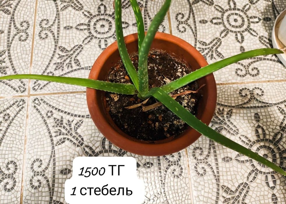 Растение Алоэ-вера