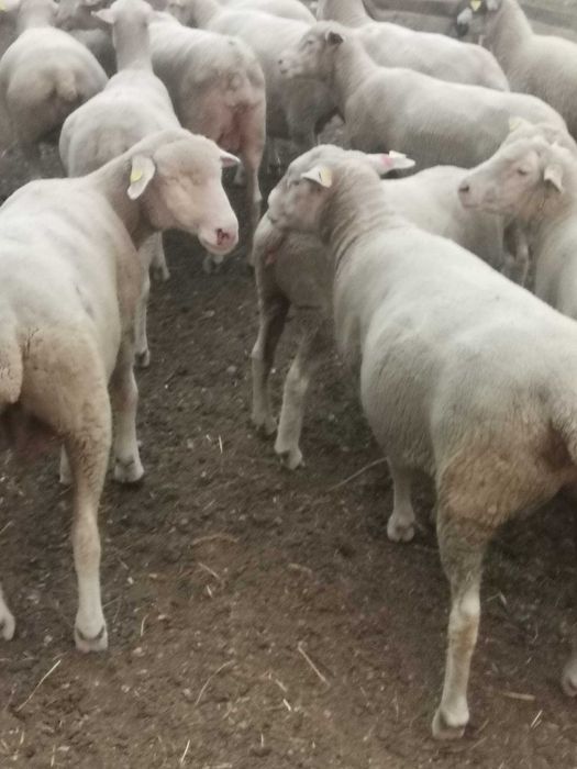 Vând oi ile de France