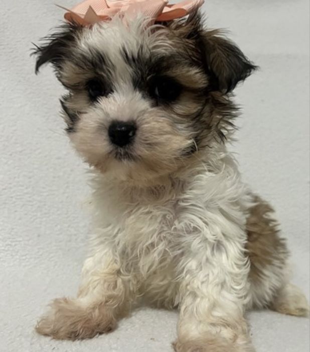 Bichon havanez 500 lei