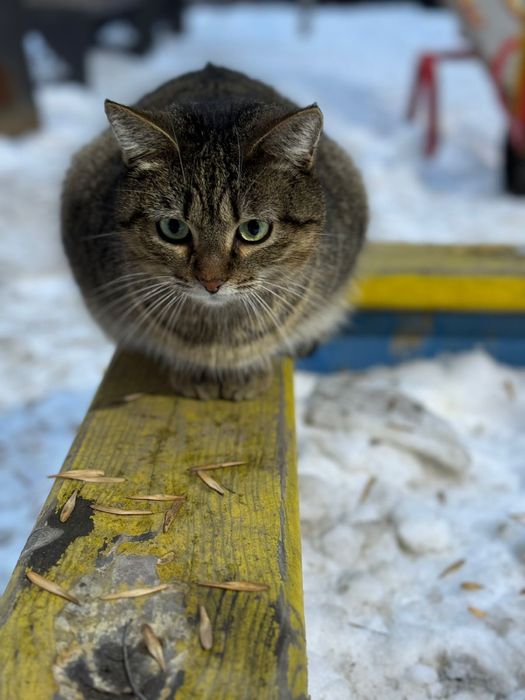 Отдадим кошку в любящий дом