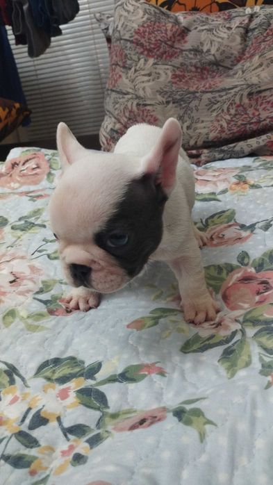 Френски булдог, домашен приятел