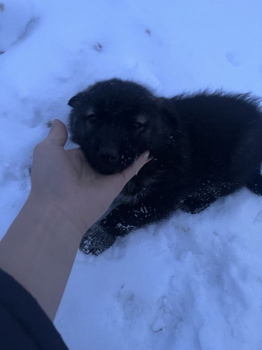 Продаю щенков хаски